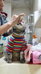 Ce chat adore les soins...