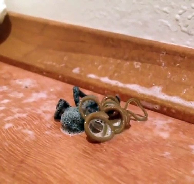 Un parasite monstrueux sort du corps d'une araignée