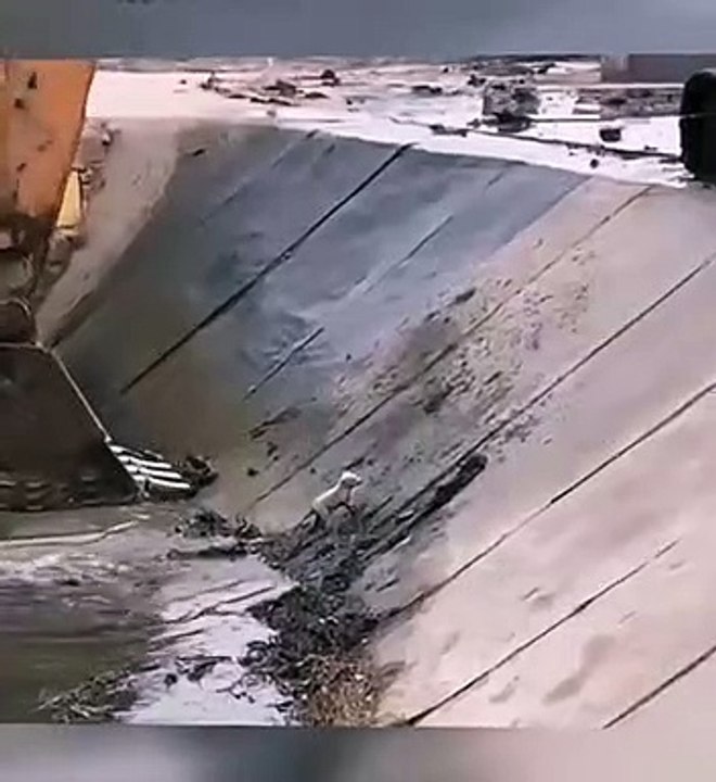 Il sauve un chien avec sa pelleteuse... précis et efficace