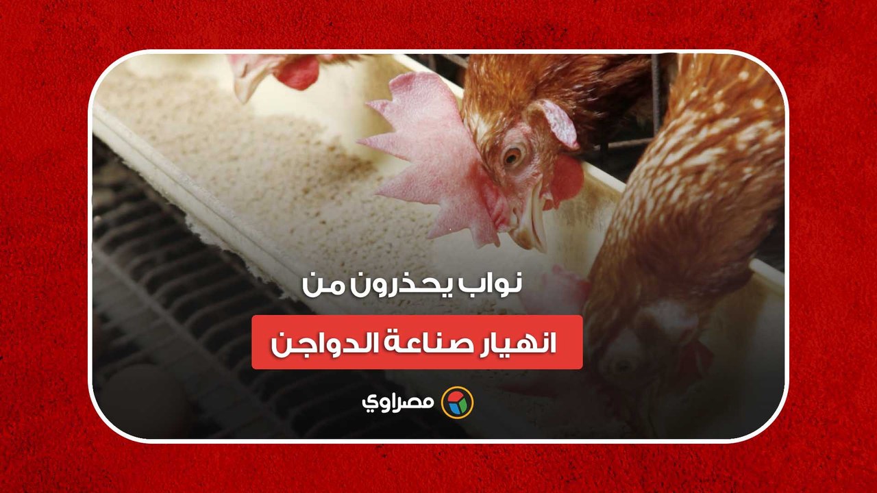 40 يومًا وستنتهي.. نواب يحذرون من انهيار صناعة الدواجن