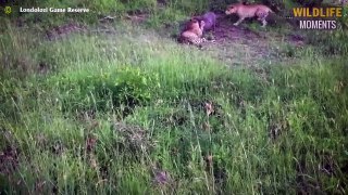 45 Brutal Moments Lion Shows Wild Dog Who Is Boss