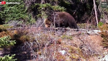 Harsh life! Grizzly attacks, k.ills and consumes Elk   Wild Animal Life
