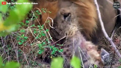 Heartbreaking! The Bad Thing When Lion Destroys Hyena Cubs Which You Have Never Seen