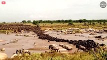 Heartbroken! The ill-fated wildebeest was Continuously Slaughtered During The Great Migration