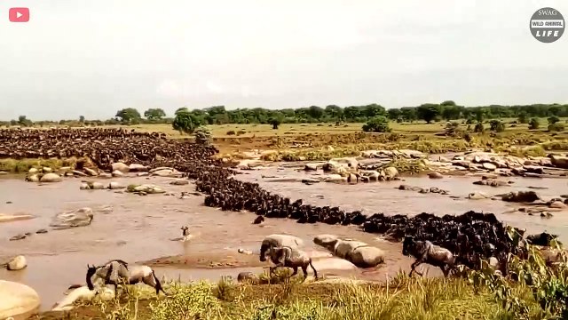 Heartbroken! The ill-fated wildebeest was Continuously Slaughtered During The Great Migration
