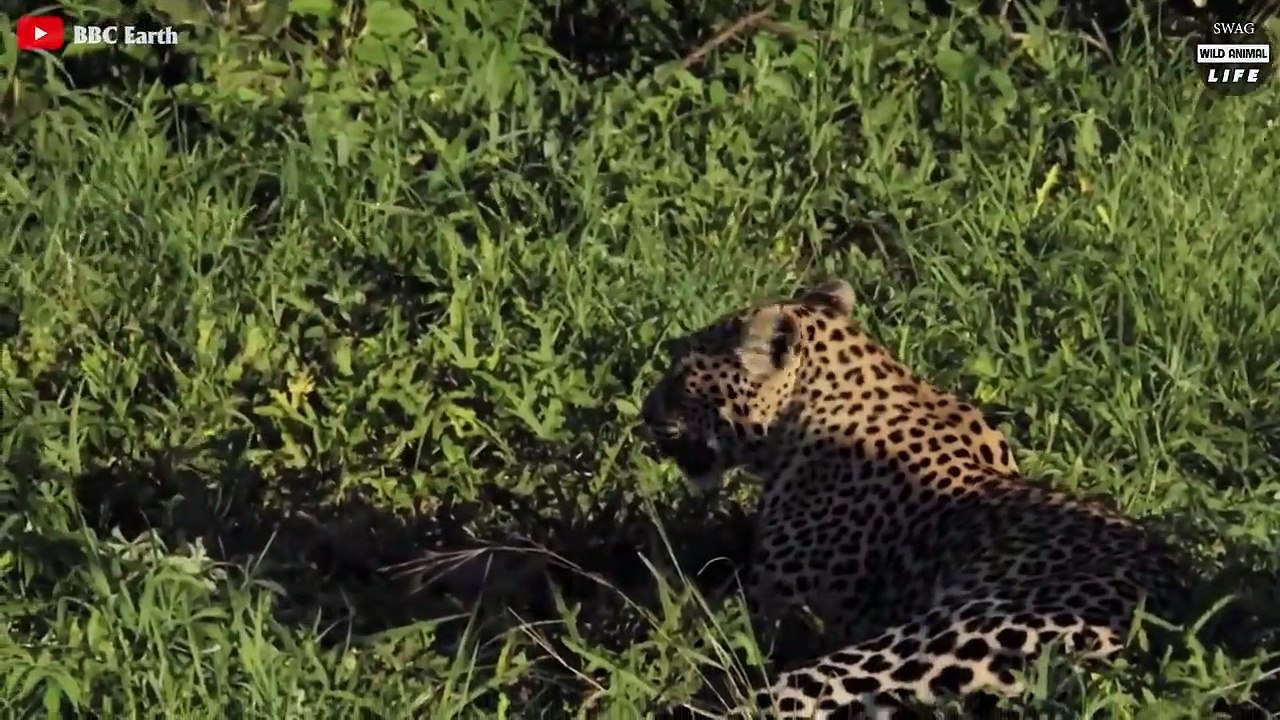 Horrific ! Look What Happens When Leopards Brutally Eat Their Fellow Cannibal