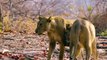 Hyenas Attack Lion Cubs After Mother Lion Giving Birth And What Happens Next