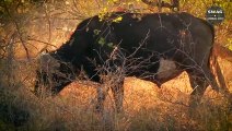 Injured Lion And The Last Painful Moment Of The King - Wild Animal Life