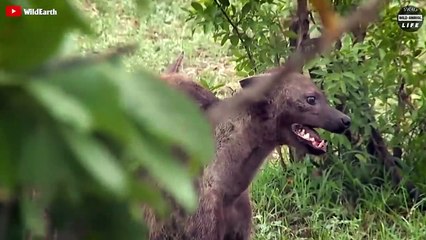 Injured Zebra tries To Escape From Predator And What Suddenly Happens