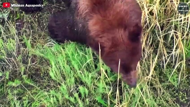 It's a Harsh Life! Wolf Was Attacked To Death By Grizzly Bear For Stealing Prey Wild Animal Life