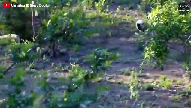 Leopard Gets Knocked Over While Trying To Hunt Baby Warthog