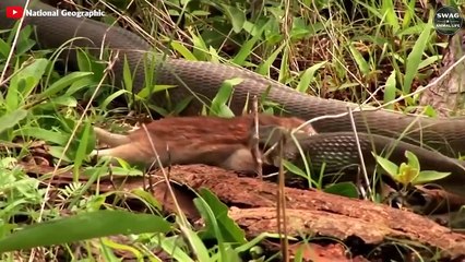 LEOPARD Meets BLACK MAMBA And What Happens Next   WWild Animal Life