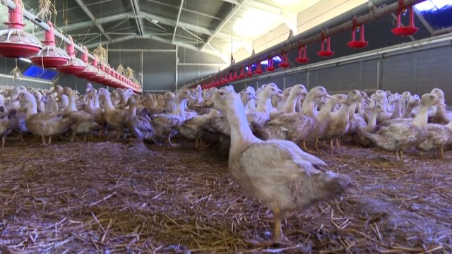 Grippe aviaire : le foie gras de cane va remplacer le foie gras de canard à Noël