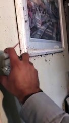 Fumigación de cucarachas