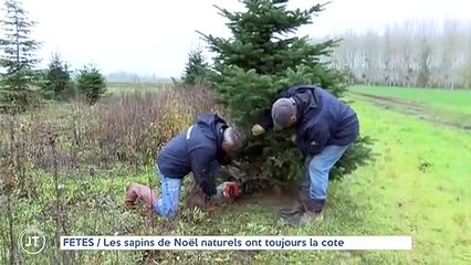 FETES / Les sapins de noël naturels ont toujours la cote