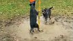 Pepper and Rambo the Heelers Play Tetherball