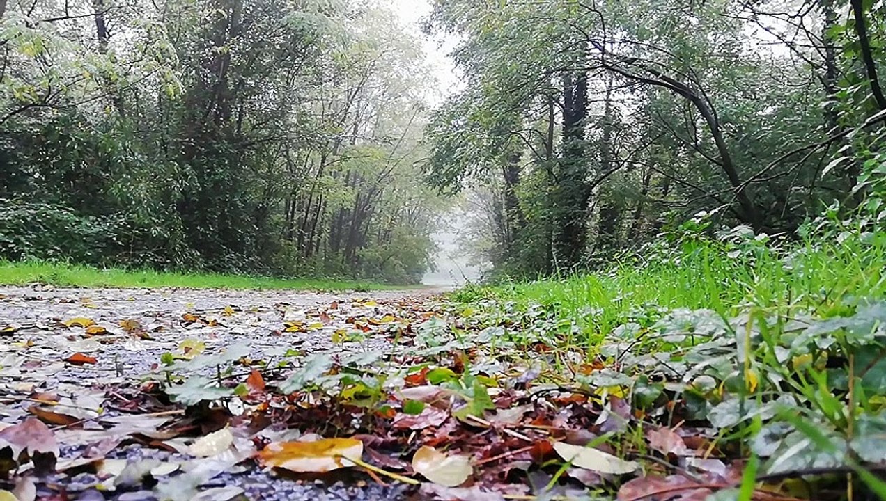 Scenic Relaxation - The Healing Power Of Nature Sounds - Forest Sounds 1