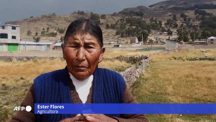 Sequía en Andes peruanos provoca muerte de alpacas y obliga a declarar emergencia