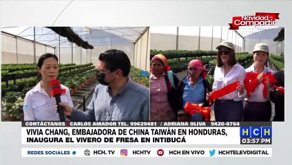 Con apoyo de China-Taiwán, gobierno inaugura vivero de fresa en Intibucá