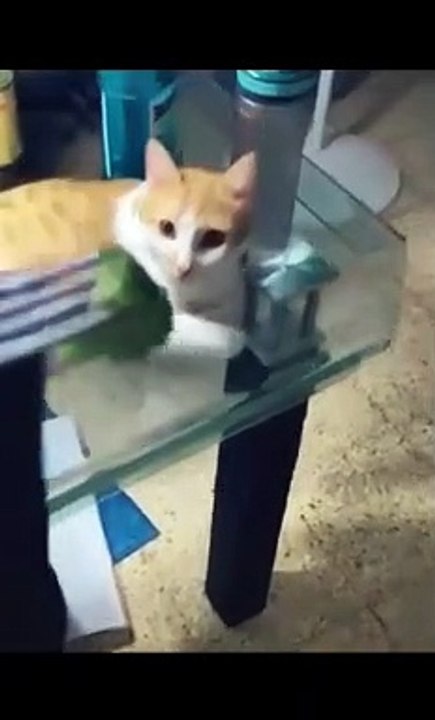 This cat doesn't look vegetarian