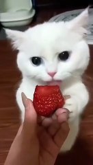 Cat eating a strawberry