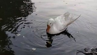 Goose In Water Video By Kingdom of Awais