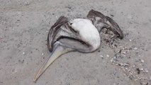 Peru'da telef olan 13000 pelikanda kuş gribi şüphesi