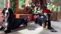 Great Danes pose for Advent Christmas photo