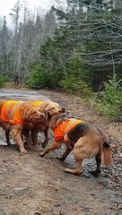 Lora the German Shepherd Plays Tug of War With Golden Retrievers