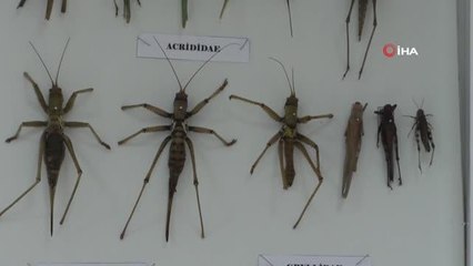 Yozgat'taki müzede 4 bin böcek türü sergileniyor