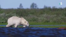 Une planète, sept mondes sauvages - L'Amérique du Nord