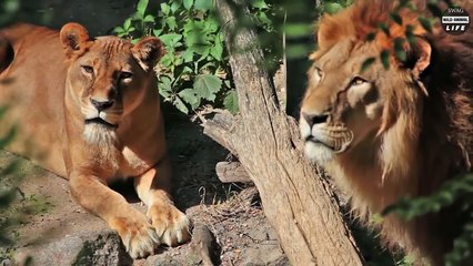 Terrible! Male Lion Coalition Fight To Protect Their Territory   Wild Animal Life