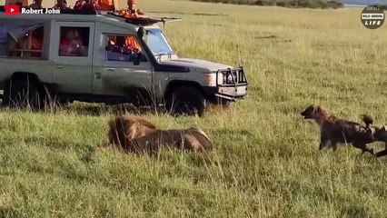 The Hyena's Revenge On The Lion And What Happened Next   Wild Animal Life