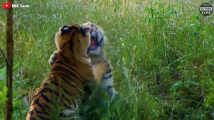 The Male tiger Lost His Life In A Brutal Fight To Defend His Territory   Wild Animal Life
