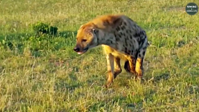 Tragic But Lucky! What Happens When Animals Are Injured In The Wild Wild Animal Life