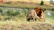 What Happens After A young Male Lion Is Brutally Attacked By The Aggressive Lion King