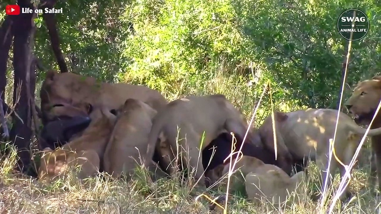 What Happens Next When A Lion Is Injured By Hunting   Wild Animal Life