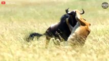 Wildebeest Stuck Together And What Happened Next - Wild Animal Life