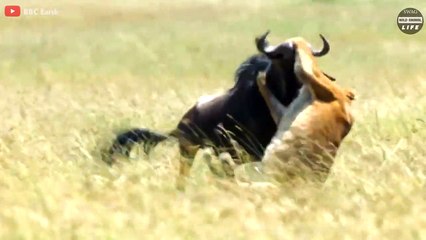 Wildebeest Stuck Together And What Happened Next - Wild Animal Life