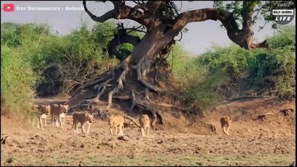 Young Male Lion Abandoned By Pride And Heartbreaking Ending   Wild Animal Life