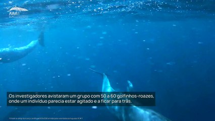 Investigadores portugueses captam momento de luto entre golfinhos-roazes