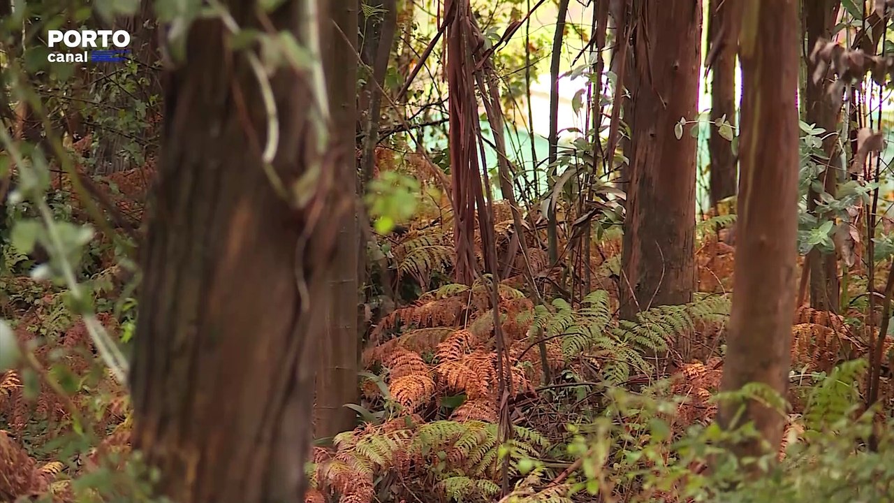 11 anos depois, homem confessa que matou amigo em Famalicão e é condenado a oito anos de prisão