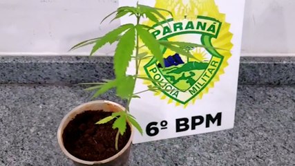 Após filho dedicar bastante tempo a uma planta, mulher desconfia e entrega pé de maconha para a PM