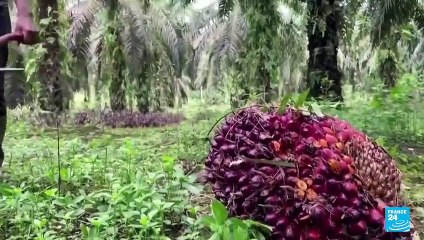 Unión Europea acuerda prohibir venta de productos ligados a la deforestación