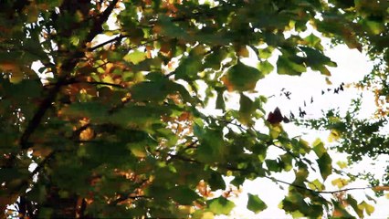 02  Même marié?【 Le mariage avant l'amour】