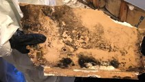 FEMA changes policy to provide money for people dealing with mold in the aftermath of disasters