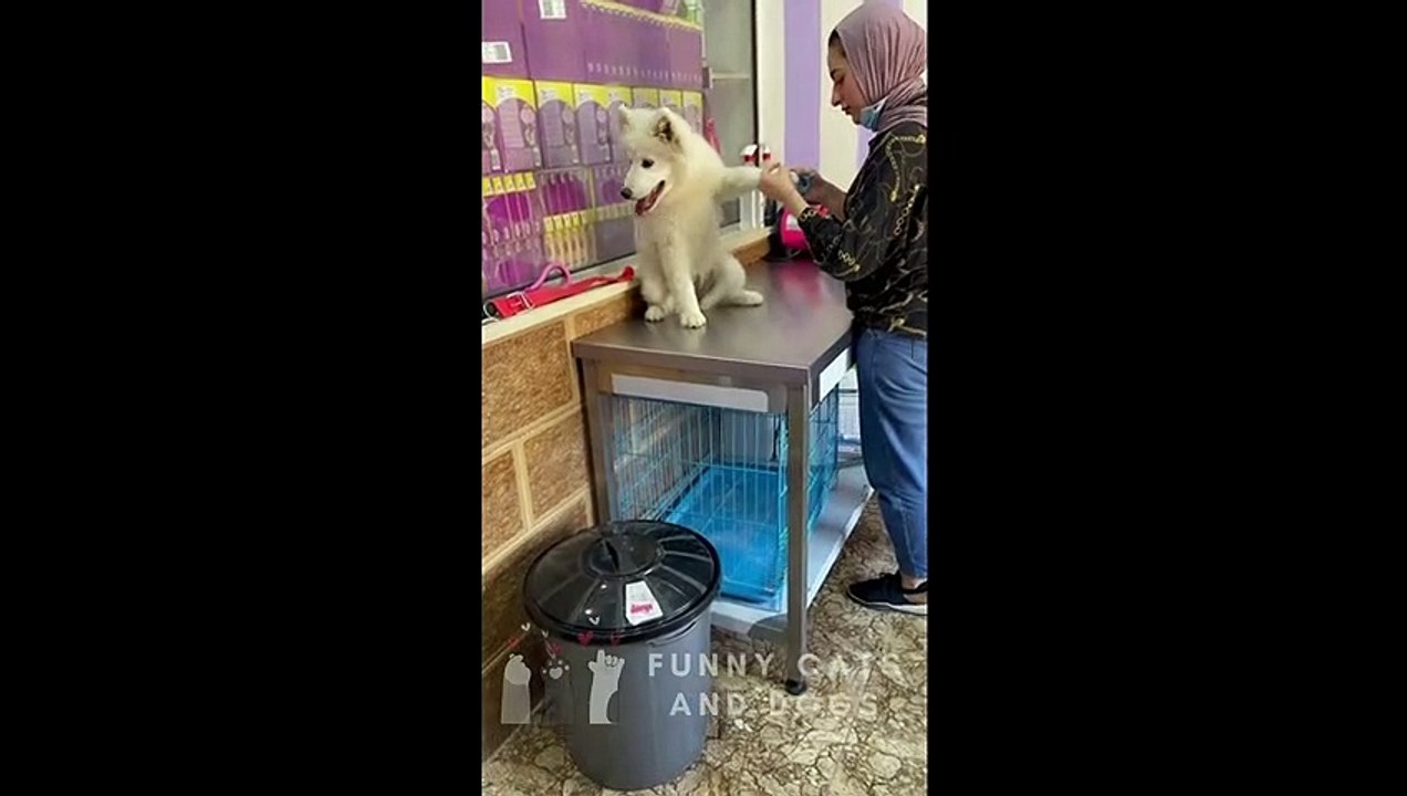 Funny Cats and Dogs 03 - Funny Pets Videos - Try not to Laugh - Funny cats / dogs