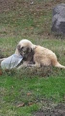 finally the puppy was able to open the bottle cap and drink a bit of it, but still managed to drink it all