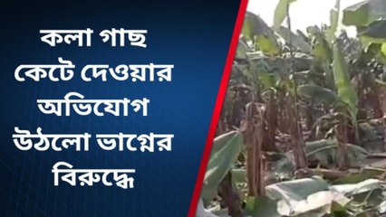 নদীয়া:তিনশ টি কলা গাছ কেটে দেওয়ার অভিযোগ উঠলো ভাগ্নের বিরুদ্ধে