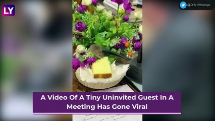 Rat Attends Meeting With A Group Of People & Munches On A Slice Of Cake; Video Goes Viral